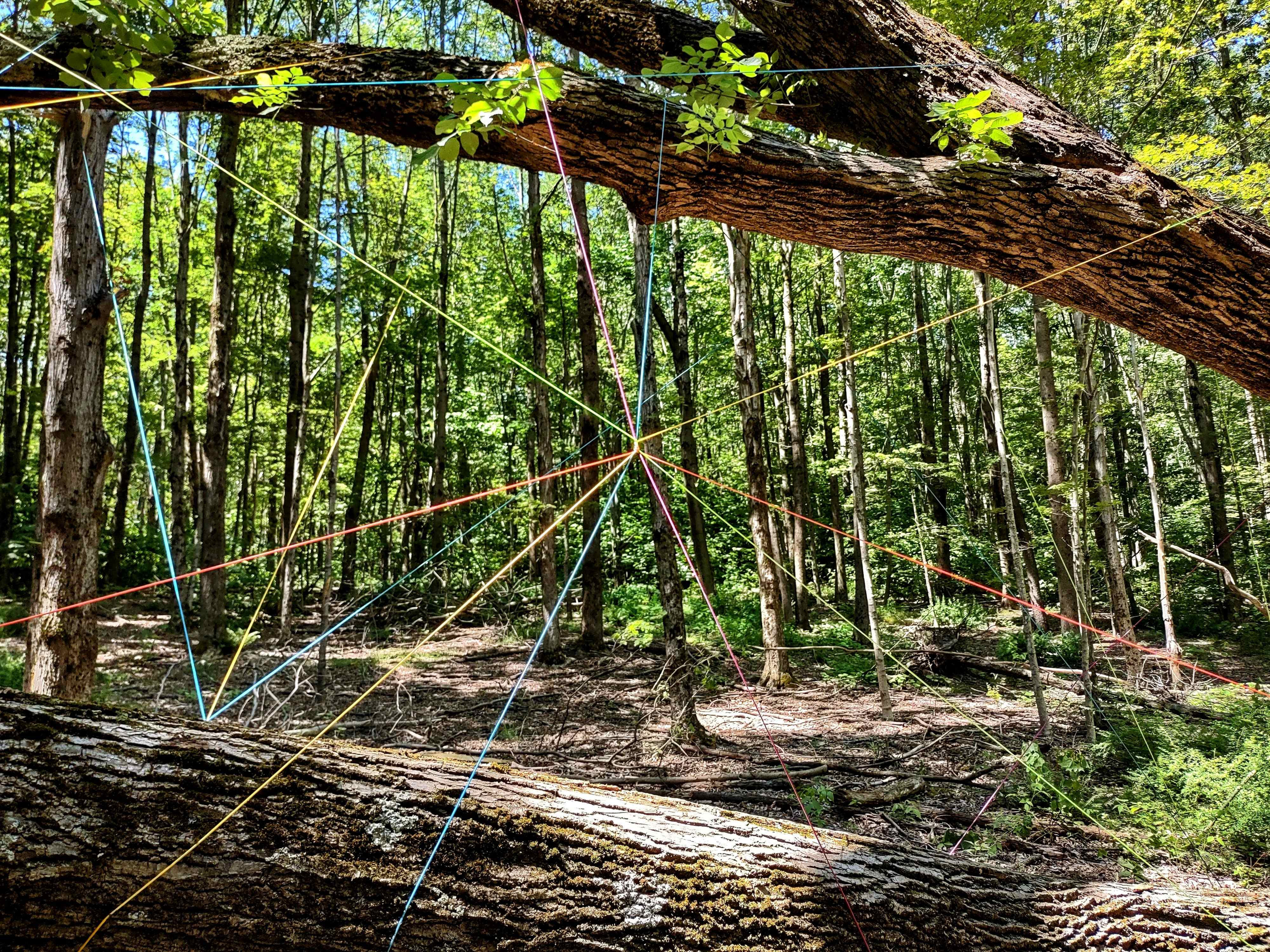 Colored rope radiating from a single point on a fallen ash tree, catching light between standing trunks