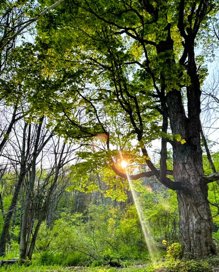 An old sugar maple on the property, sunlight angling through the canopy and casting a visible shaft of light into the understory